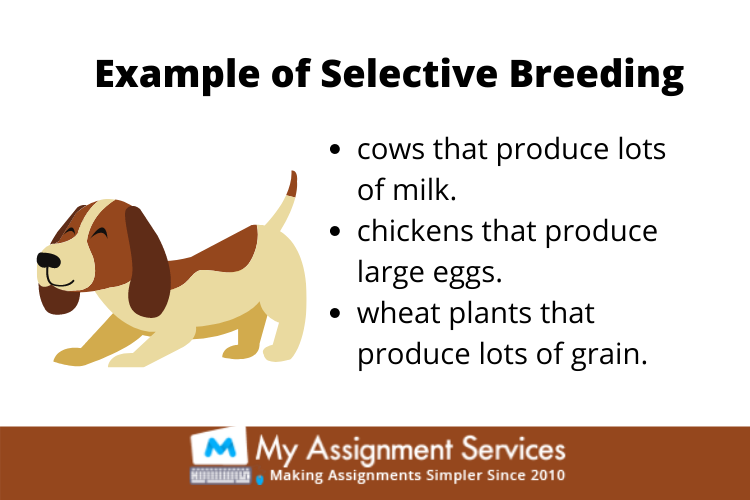 Selective Breeding in Animals and Plants Assignment Help