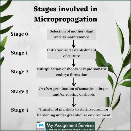 Micropropagation assignment help Canada