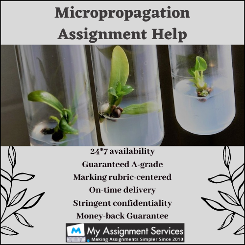 Micropropagation assignment help