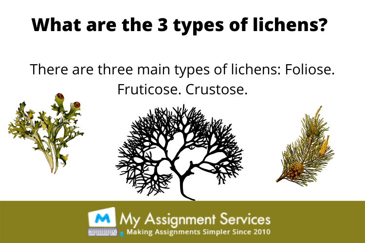lichenology homework help