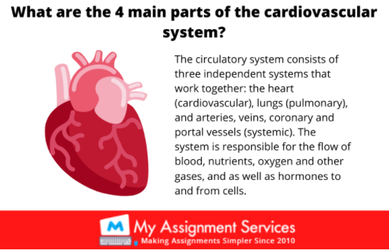 4 main parts of the cardiovascular system