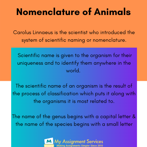 nomenclature of animals
