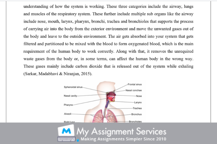 Online anatomy assignment help canada