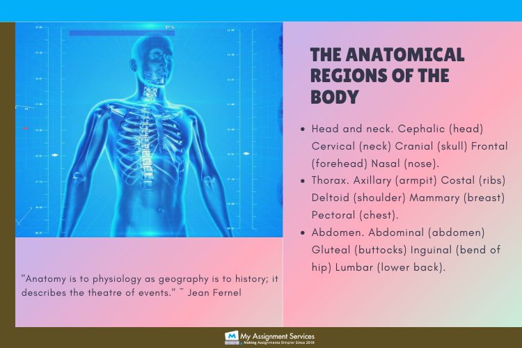 anatomy assignment help
